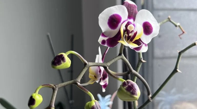Lichtmoment #1 – Wie eine Orchidee